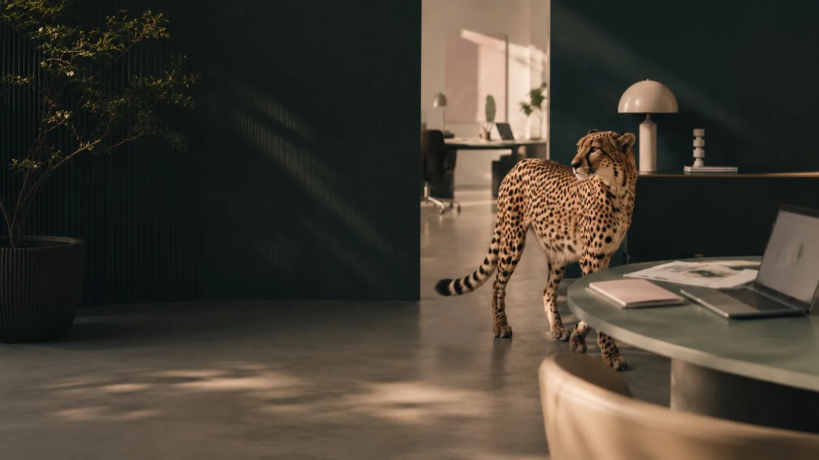 Cheetah walking through a dark green design studio